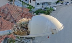 Amasya'da kuş yuvası bozulmasın diye sokak lambası değiştirilmedi