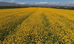 Amasya'da sarıya boyanan kanola tarlaları görsel şölen sunuyor