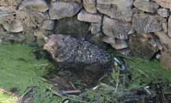 Balıkesir'de kuyuya düşen tilkiyi itfaiye kurtardı