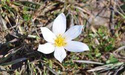 Bitlis'te 'baharın habercisi' çiğdemler arazileri renklendirdi