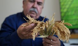 'Çeltiğin babası' kuraklığa ve hastalıklara dayanıklı 3 çeşit daha geliştirdi