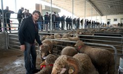 Edirne'de 2. Koç ve Teke Mezatı düzenlendi