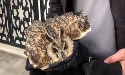 Elazığ'da yaralı bulunan baykuş tedavi altına alındı