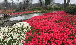 Emirgan Korusu'nun lale bahçeleri ziyaretçi akınına uğruyor