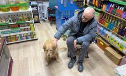 Hastalığına tanı konulamayan köpek sevginin gücüyle hayata bağlandı