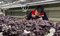 İstanbul Kapalı Dikey Tarım Uygulama Merkezi, megakentliler için çilek üretimine hazırlanıyor