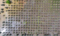 İzmir'de sağanak nedeniyle bazı tarım arazileri ve meyve bahçeleri su altında kaldı