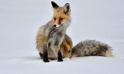 Kars'ta kızıl tilki karla kaplı mesire alanında yiyecekle beslenirken görüntülendi