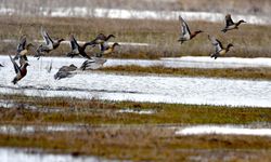 Kars'ta sulak alanlar göçmen kuşlarla şenlendi