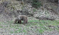 Kastamonu'da ormanlık alanda beslenen ayılar görüntülendi