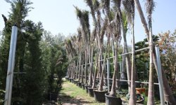 KKTC'de daha önce ithal edilen süs bitkileri artık yerli imkanlarla üretiliyor