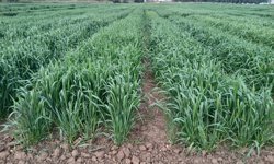 Kuraklığa karşı erken ekim çözümü öne çıkıyor
