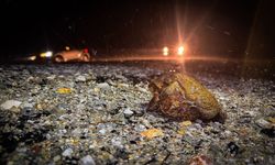 Kütahya'da kurbağaların ormandan gölete 5 bin yıllık üreme göçü başladı