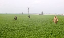 Mardin'de kaybolan 80 yaşındaki kadının bulunması için arama çalışmaları sürüyor