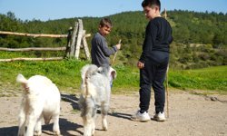 Minik çobanlar yetiştirdikleri kuzu ve oğlaklarla dereceye girmek için yarışacak