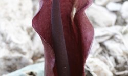 Muğla'da emekli eczacının doğa tutkusu yeni bitki türlerinin keşfini sağlıyor