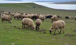 Muş'ta yeşeren meralar koyun sürüleriyle renklendi