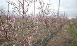 Niğde'de meyve ve sebze işleme tesisi yatırımlarına özel teşvik