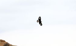 Saatte 320 kilometre hızla uçabilen kaya kartalı Iğdır'da görüntülendi