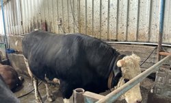 Sakarya'da birer tonluk iki tosun, 380 ile 410 bin liradan alıcı buldu