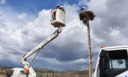 Sinop'ta leyleklerin güvenliği için elektrik direklerine yapay platformlar konuldu