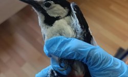 Sivas'ta bitkin bulunan ağaçkakan tedavisinin ardından doğaya salındı