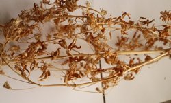 Tekirdağ'da 21 yıllık çalışmayla geliştirilen çemen otu çeşidi 'Ateş Mavisi' tescillendi