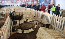 Tekirdağ'da 'Küçükbaş Hayvancılık Festivali' başladı