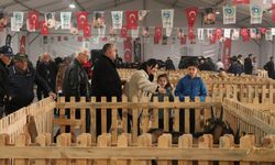 Tekirdağ'da 'Küçükbaş Hayvancılık Festivali' yoğun katılımla devam ediyor
