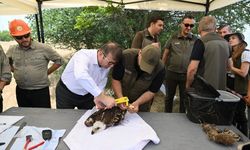 Trakya'da 500 leylek ve 100 şah kartalı halkalanacak