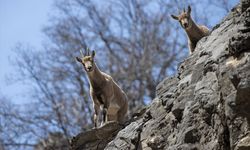 Tunceli'nin dağlarında yaban keçileri ve tilkiler yiyecek ararken görüntülendi