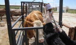 Van'da hayvanların sağlığı kadın veterinerlere emanet