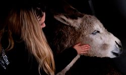 Yaralı bulunan eşek 'Garip' tedavinin ardından bakım merkezinin maskotu oldu