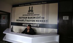 '112 ihbar sistemi' Erzurum'da son 2 yılda sahipsiz köpeklerle mücadeleye hız kazandırdı