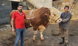 Ağrı'da 1 ton 190 kilogramlık kurbanlık boğa 500 bin liraya satıldı