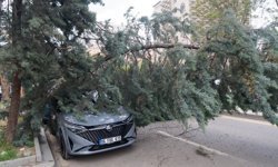 Ankara'da şiddetli rüzgarda devrilen ağaçlar nedeniyle 2 araç hasar gördü