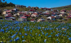 Ardahan'ın yaylaları baharla canlanmaya başladı