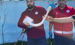Arnavutköy'de ormanlık alanda kanadı kırık flamingo bulundu