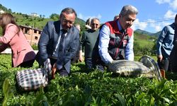 Artvin'de geleneksel çay hasadı etkinliği düzenlendi