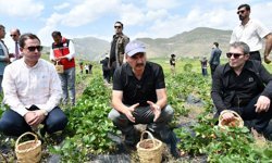 Batman'da tescilli Sason çileğinin hasadına başlandı