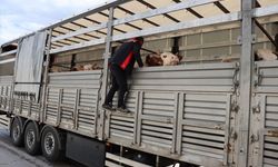 Doğu Anadolu'dan batıya sevk edilen kurbanlıklar Erzincan'da denetleniyor