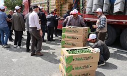 Erzincan'da üreticilere yüzde 50 hibeyle 779 bin 520 sebze fidesi dağıtıldı