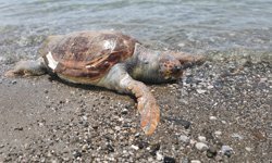 Fethiye'de ölü caretta caretta sahile vurdu