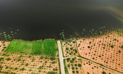 Gaziantep'te baraj seviyesi yükselince fıstık bahçesi su altında kaldı
