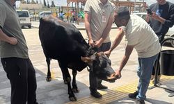 Gaziantep'te kaçan kurbanlık dana hastane bahçesinde yakalandı