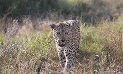 Güney Afrika'daki Kruger Ulusal Parkı'nın kuruluşunun 100. yılı kutlanıyor