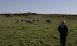 İsrail'in Suriye'nin Kuneytra kırsalındaki baskınları çobanların geçim kaynaklarını hedef alıyor