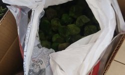 Kapıkule'de yolcu otobüsünde 2 bin 125 canlı yeşil alg ele geçirildi