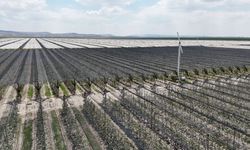Karaman'daki elma bahçelerinde biyoteknik mücadele sayesinde ilaç kullanımı azaldı