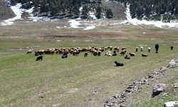 Kars'ta büyük ve küçükbaş hayvanlar meralarla buluştu